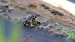 Anaxyrus boreas halophilus