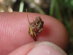 Carex colensoi