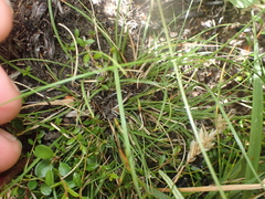 Carex colensoi