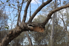 Eucalyptus populnea