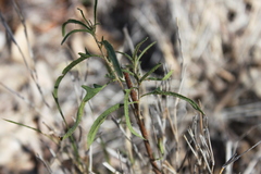 Solanum ferocissimum