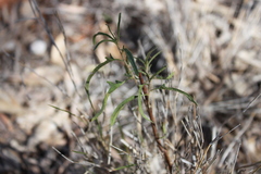 Solanum ferocissimum