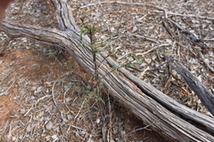 Solanum ferocissimum