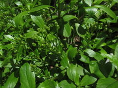 Traversia baccharoides