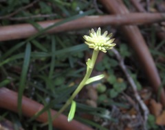 Abrotanella linearis