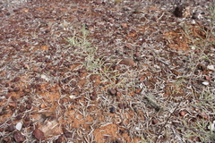 Eremophila bowmanii