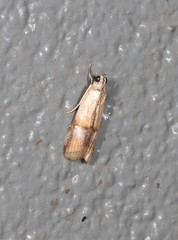 Cavipalpia argentilavella