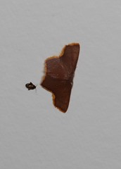 Chrysocraspeda aurimargo