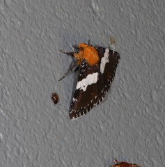 Buzara latizona