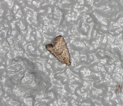 Narangodes