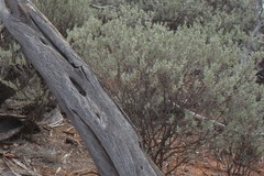Eremophila bowmanii