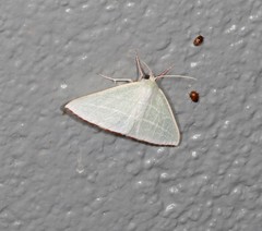 Oenochroma infantilis