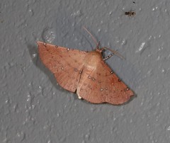 Oenochroma polyspila
