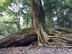 Castanopsis carlesii