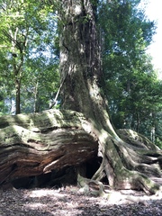 Castanopsis carlesii