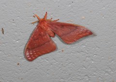 Neodiphthera excavus