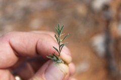 Sclerolaena birchii
