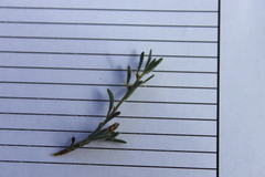 Sclerolaena birchii