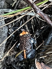 Pseudophryne australis