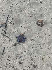 Pseudophryne australis