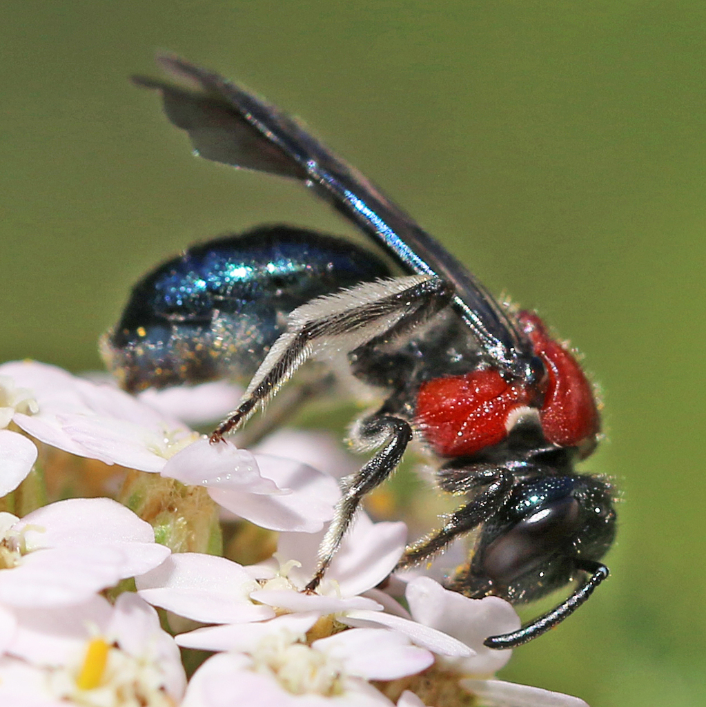 Callomelittinae