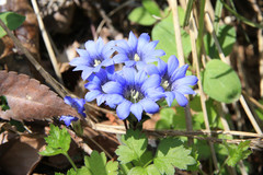 Gentiana zollingeri