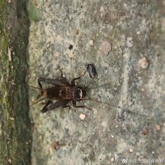 Loxoblemmus equestris