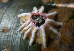 Notobalanus vestitus