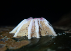 Notobalanus vestitus