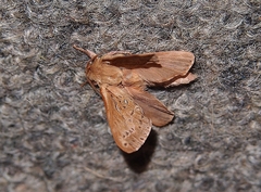 Wiseana copularis