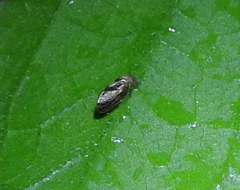 Pachypsylla celtidisgemma