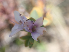 Veronica pimeleoides