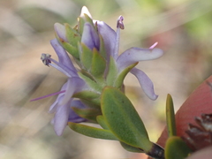 Veronica pimeleoides