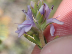 Veronica pimeleoides