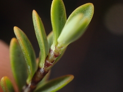 Veronica pimeleoides