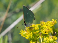 Callophrys chalybeitincta