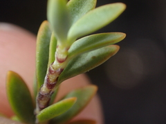 Veronica pimeleoides