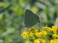 Callophrys chalybeitincta