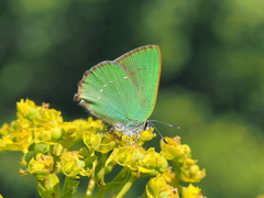 Callophrys chalybeitincta