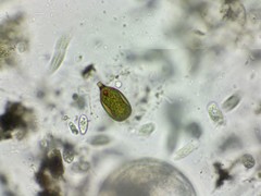 Trachelomonas hexangulata