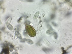 Trachelomonas hexangulata