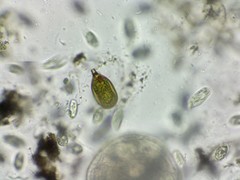 Trachelomonas hexangulata