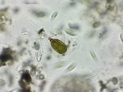 Trachelomonas hexangulata