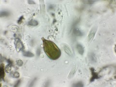 Trachelomonas hexangulata