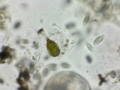 Trachelomonas hexangulata