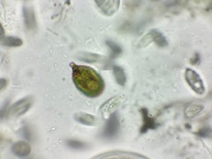 Trachelomonas hexangulata