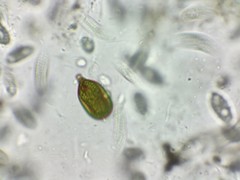 Trachelomonas hexangulata