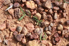 Goodenia fascicularis