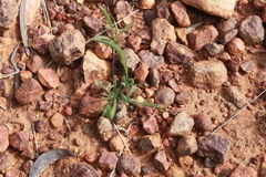 Goodenia fascicularis