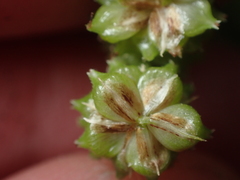 Carex goyenii